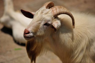 Yakın plan bir portre, beyaz ve kahverengi kürklü, kırsal bir çayırda otlayan tatlı boynuzlu genç bir keçiyi gösteriyor.