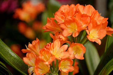 Siyah arka planda çiçek açan turuncu ve sarı çiçek ve yakın plan yaprakları.