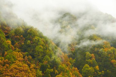 Sonbahar akıntısı küçük bir orman şelalesinde çağlar, suyu renkli dökülen yaprakları ve yosun kaplı kayaları yansıtır.