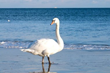 Beyaz kuğular mavi gölde yüzerler, zarif tüyleri suya yansır.