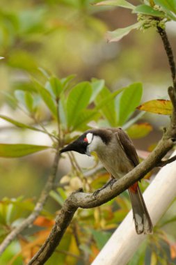 Benekli, güzel bir ağaçkakan ve kara kaplı bir balıkçı, vahşi ormanda yeşil bir dalda kuş vahşi yaşamı.