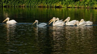 Pelikanlar uçuyor ve sakin bir gölün üzerinde