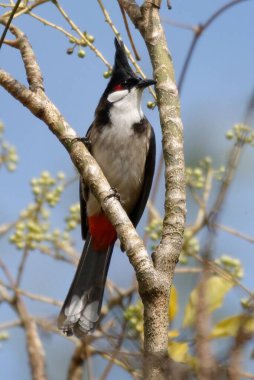 Ormandaki bir ağaç dalında kırmızı ağaçkakan