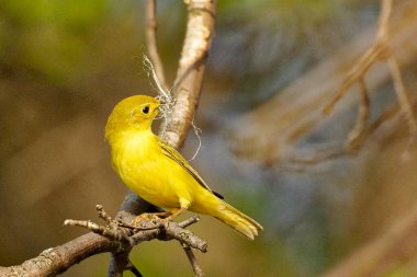 Vahşi dallara tünemiş sarı kuşlar, renkli bir kuş manzarası