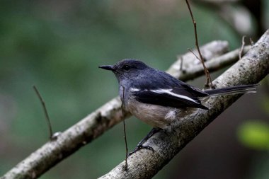A great tit, woodpecker, and kingfisher, avian fauna perched on a wild green branch, show off black and white feathers