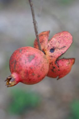 Sonbahar bahçesindeki ağaç dalında olgun nar meyvesi