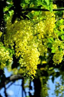 Güneşli yeşil ve yağmurlu öpülmüş sarı yapraklar yaz yapraklarını süslüyor.