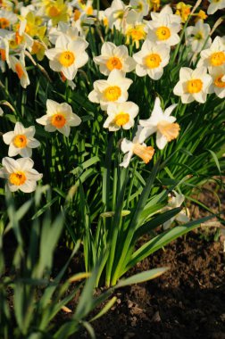 Sarı nergisler bir bahar bahçesinde çiçek ve yeşil otlarla açarlar.
