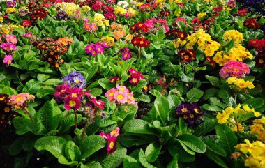 Baharda bahçede açan renkli kırmızı ve sarı laleler.