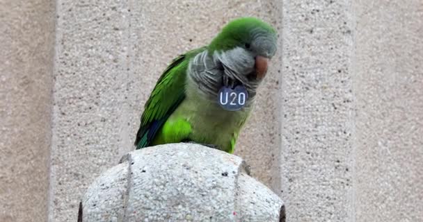 Parakeet Monge Verde Selvagem Bonito Descansando Uma Fonte Parque Barcelona — Vídeo de Stock