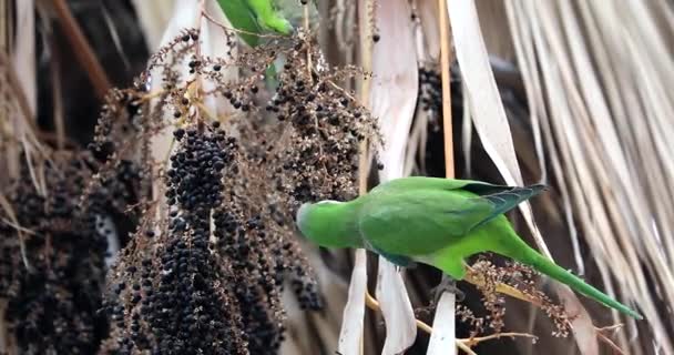 Green Monk Parakeet Myiopsitta Monachus Comendo Sementes Pretas Uma Palmeira — Vídeo de Stock