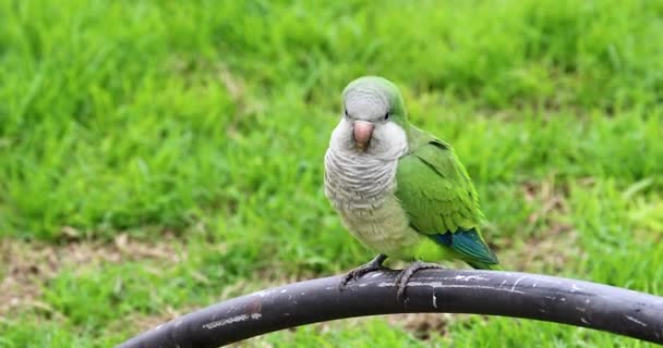 Green Monk Parakeet Myiopsitta Monachus Assis Sur Une Clôture Acier — Video