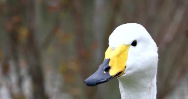 Güzel Whooper Swan (Kuğu Kuğu). Kuş Portresini Kapat - DCi 4K Çözünürlüğü