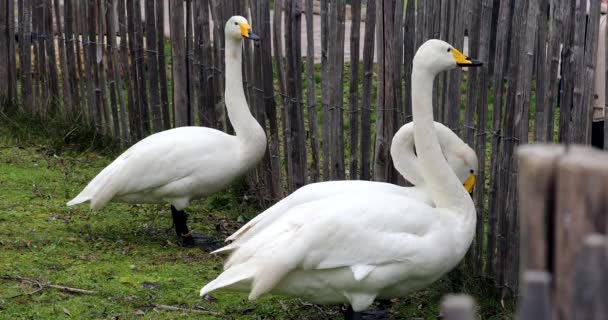 Group Whooper Swans Trying Catch Children Fingers Wooden Fence Farm — Video