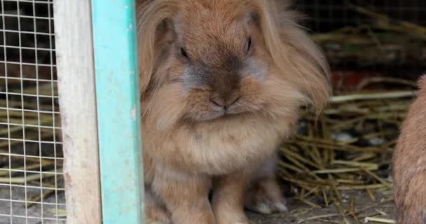 Uzun Saçlı Tüylü Tüylü Tavşan Samanla Dolu Bir Kafesin Içinde — Stok video