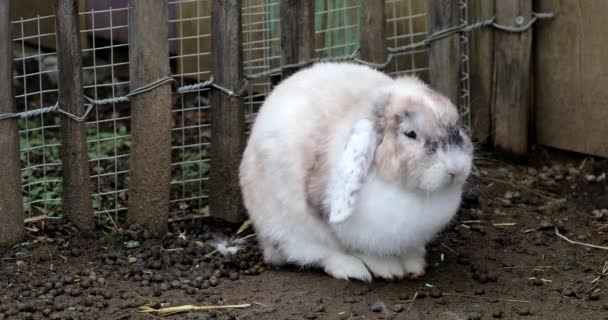 Привабливий Білий Кролик Відпочиває Клітці Його Густе Хутро Постачає Тепло — стокове відео
