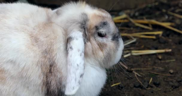 Vista Cerca Del Perfil Adorable Conejo Orejas Blancas Descansando Pacíficamente — Vídeo de stock