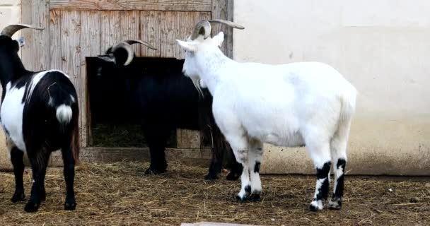 Três Cabras Adoráveis Juntos Olhando Mesma Direção Aparentemente Esperando Por — Vídeo de Stock