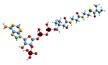  Tiglil-CoA iskelet formülünün 3 boyutlu görüntüsü - beyaz arka planda izole edilmiş orta izolüsin metabolizmasının moleküler kimyasal yapısı