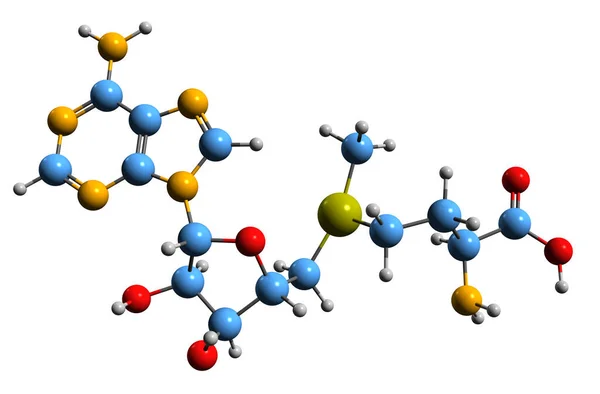 Adenosyl Metionine骨格式の3D画像 コ基板の分子化学構造白い背景に単離された同じ — ストック写真