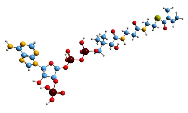 Tiglyl Coa骨格式の3D画像 白背景に単離された中間イソロイシン代謝の分子化学構造 — ストック写真