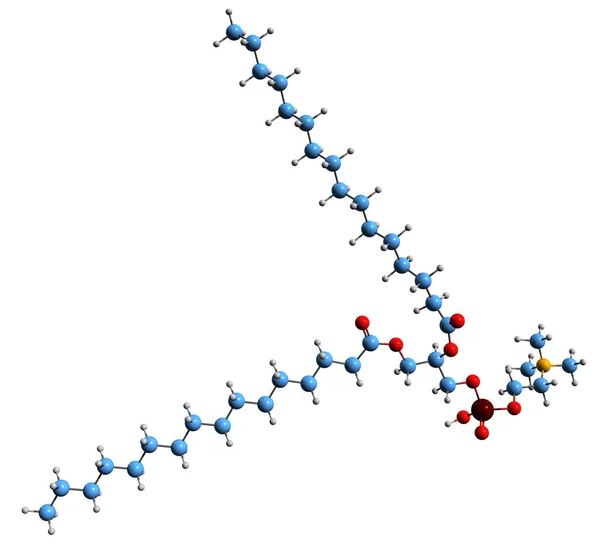 Imagen Fórmula Esquelética Dipalmitoylphosphatidylcholine Estructura Química Molecular Del Dppc Fosfolípido — Foto de Stock