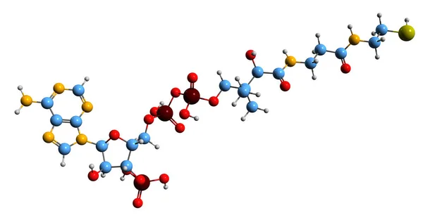 辅酶A骨架公式的三维图像 白色背景上分离的分子化学结构 — 图库照片