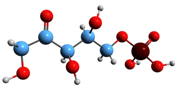 Aufnahme Der Xylulose Phosphat Skelettformel Molekularchemische Struktur Von Xylulose Isoliert — Stockfoto
