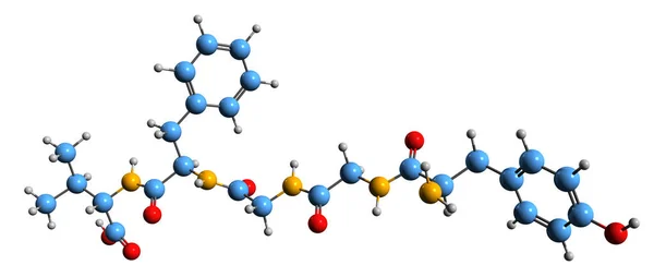 Leu Enkephalin Iskelet Formülünün Boyutlu Görüntüsü Endojen Opioid Peptit Nörotransmitter — Stok fotoğraf