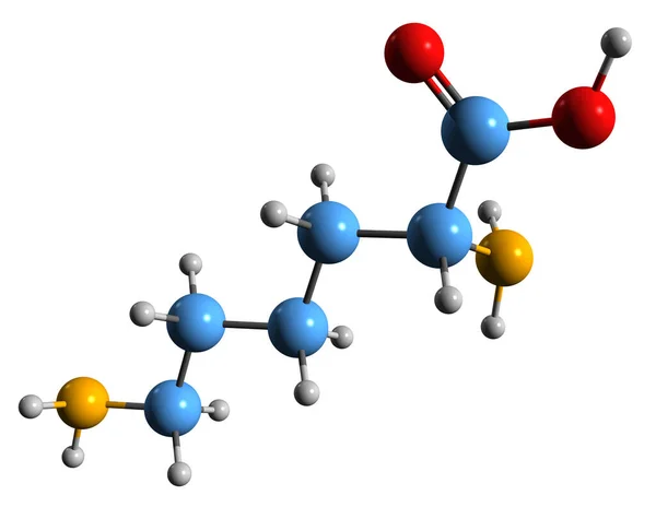 Imagen Fórmula Esquelética Del Clorhidrato Lisina Estructura Química Molecular Del — Foto de Stock