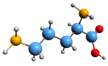  Ornithine iskelet formülünün 3 boyutlu görüntüsü - proteinsiz amino asidin moleküler kimyasal yapısı beyaz arka planda izole edildi
