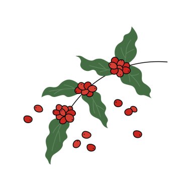 Kahve ağacı karalama vektör çizimi. Doğal kahve dutları izole edilmiş elementler eker. Basit el çizimi nesne