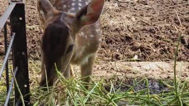 Yeşil sebze yiyen kahverengi geyiklerin huzurlu bir sahnesi. Doğa belgesellerinde, vahşi yaşam eğitiminde, çevre projelerinde veya arka plan görsellerinde kullanım için ideal.