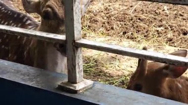 Yeşil sebze yiyen kahverengi geyiklerin huzurlu bir sahnesi. Doğa belgesellerinde, vahşi yaşam eğitiminde, çevre projelerinde veya arka plan görsellerinde kullanım için ideal.