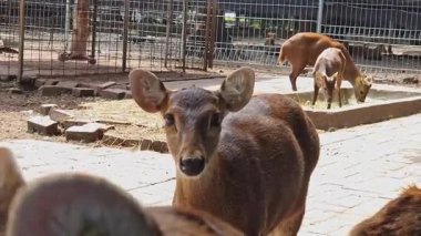 Birden fazla kahverengi geyik kameraya bakar ve bu zarif hayvanlarla nadir ve samimi bir göz teması anını yakalar. Vahşi yaşam belgeselleri, doğa eğitimi veya eko-temalı hikaye anlatımlarında kullanım için ideal.