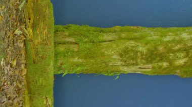 Dikey Video A Mossy Log Set Against a Blue Screen, video efektleri için ideal. Doğa, Ekoloji ve Fantezi Sahneleri. Yeşil Ekran Uygulamaları, Yapay Zeka Birleşikliği ve Çevresel Temalar İçin Harika