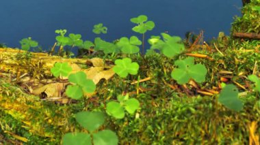Lush Moss kaplı bir Mavi Ekran Günlük Kaydı, Eko-Farkındalık ve Koruma Temalı Video Projeleri için ideal. Ormanı Koruma, Sürdürülebilirlik ve Doğa Koruma Üzerine Görsel Hikaye Anlatmak İçin Mükemmel.