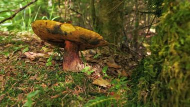 Lush Forest Setting 'deki Mistik Bir Mantarın Yakın Çekimi, Fantezi Videoları ve Sihirli Orman Sahneleri için ideal. İçerik Masal Masalları ve Büyüleyici Orman Atmosferleri Üzerine Odaklandı.