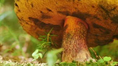 Lush Forest Setting 'deki Mistik Bir Mantarın Yakın Çekimi, Fantezi Videoları ve Sihirli Orman Sahneleri için ideal. Masal Masalları ve Büyüleyici Orman Atmosferleri Üzerine Odaklanmış.