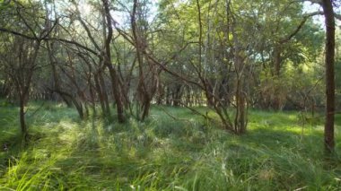 Büyülü Orman 'da Bir Günbatımı Çarpık Dallar ve Yeşil Çimen' e Romantik ve Barışçıl Bir Atmosfer Ekliyor. Yaz Ormanları ve Konforlu Orman Kulübeleri için mükemmel.