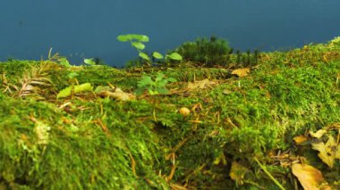 Lush Moss kaplı bir Mavi Ekran Günlük Kaydı, Eko-Farkındalık ve Koruma Temalı Video Projeleri için ideal. Ormanı Koruma, Sürdürülebilirlik ve Doğa Koruma Üzerine Görsel Hikaye Anlatmak İçin Mükemmel.