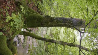 Dikey video. Lush Moss ve Yeşillik Orman Sahnesi, Şifa Bitkileri Videoları, Herbal Lore ve Doğal İksirler için ideal. Botanik Büyüsü ve Geleneksel Çözümlere Odaklanmak İçin Harika.