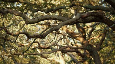 Bir peri masalı ormanında kamp yapmak Yıldızların Altında uyumak Şafak ağaçların arasından büyülü bir ışık getirirken Yumuşak Gündoğumu sessiz ormanda huzur ve güzellik sunan puslu bir manzarayı aydınlatıyor