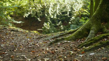 Large Tree Roots Covered in Moss Create a Magical Scene in an Autumn Forest Exploring Fairytale Landscapes and Promoting Eco-Friendly Tourism While Showcasing Nature s Beauty, Ecosystem Conservation clipart