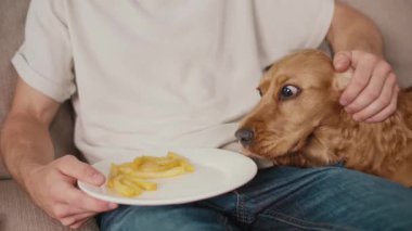 Hayvan Sağlığı, Sağlıklı Paylaşım, Sıcak Bağ. Dikey video. Man ve Dog koltuğa oturur, dinlenir. Köpek, sahibinden patates kızartması aldı. Gerçek Bağlantı, Bakım ve Günlük Denge Anı