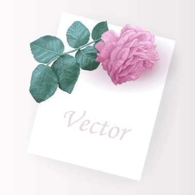 Vektör çizimi. Pembe solmuş bahçe gülü beyaz bir kağıt üzerinde yaprak ile