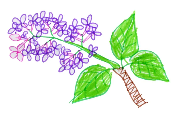 Lilac Bloeiende Tak Geschilderd Met Aquarellen Gekleurde Viltstiften Geïsoleerd Een — Stockfoto