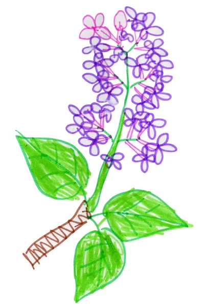 Lilac Bloeiende Tak Geschilderd Met Aquarellen Gekleurde Viltstiften Geïsoleerd Een — Stockfoto