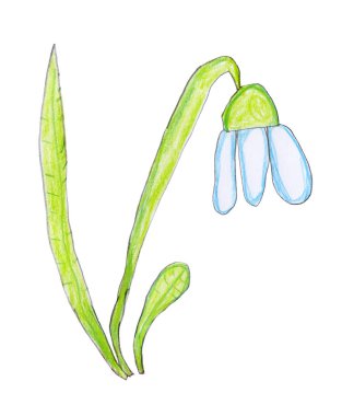 Beyaz arka planda izole edilmiş renkli kalemlerle çizilmiş kartopu çiçeği eli.