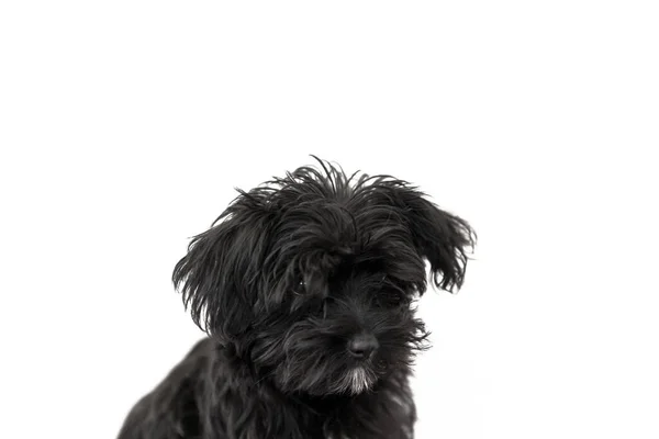 可爱的黑色小狗 Morkie Yorktese Malkie 在白色背景上孤立的小狗的肖像 从马耳他的品种和约克夏狗 复制空间 工作室水平的射击 — 图库照片